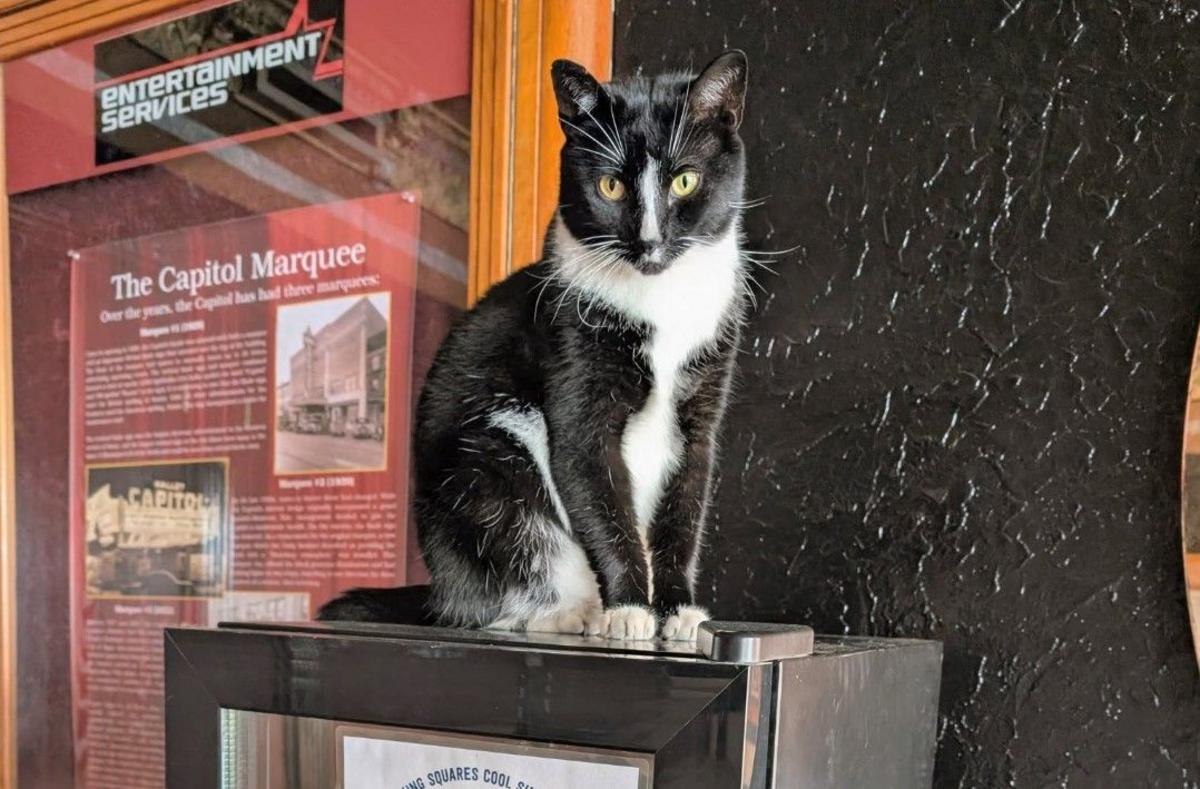 Rome New York's Capitol Theatre Cat Carl Has Vanished