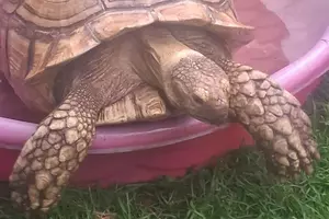 Giant Tortoise Missing in CNY... Yes, Really