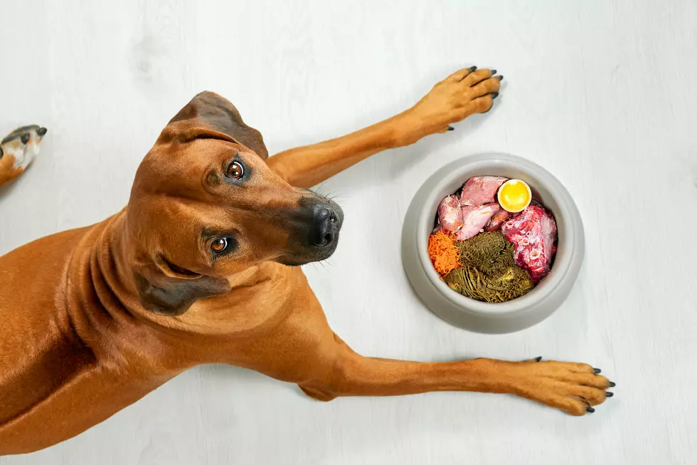 Salmonella Risk Prompts Dog Food Recall