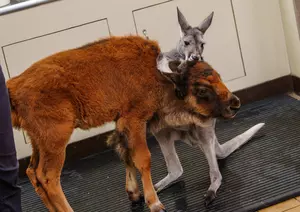 Most Unexpected Friendship at Six Flags Is Seriously Adorable
