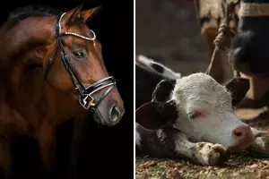 What’s Not Coming to the NYS Fair Because of New Rules