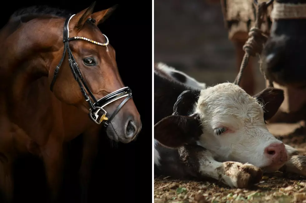 What’s Not Coming to the NYS Fair Because of New Rules