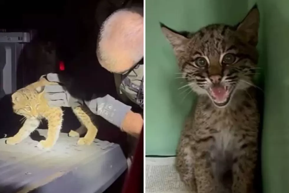 Baby Bobcat Survives Being Hit by Car in Central New York