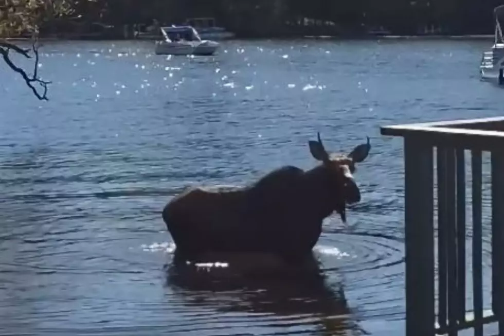 A Moose, a Lake and One Very Adirondack Moment
