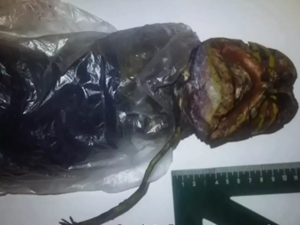 Woman Kept Rotten &#8216;Alien Corpse&#8217; In Her Fridge