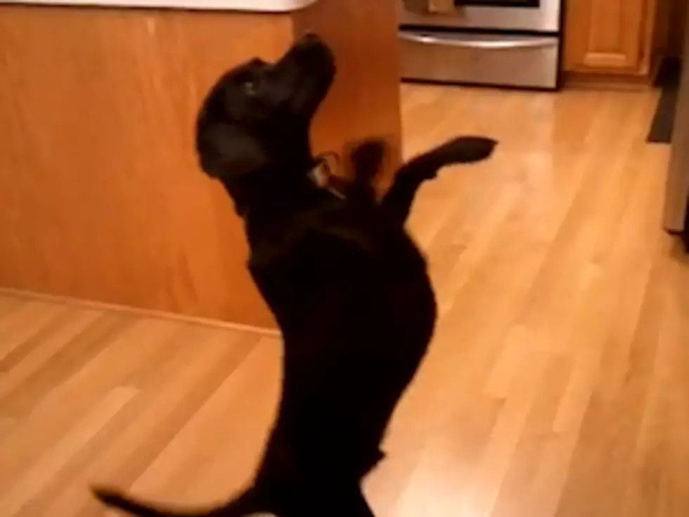 Owner Teaches Dog Funny but Perverted Trick [VIDEO]