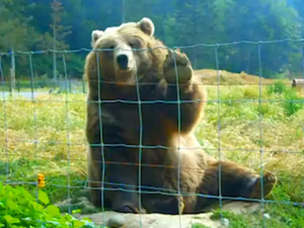 Watch this Kodiak Bear Wave To People Like a Wal-Mart Greeter