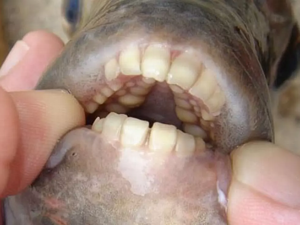 Meet the Fish That is Chewing Men’s Testicles Off [VIDEO]