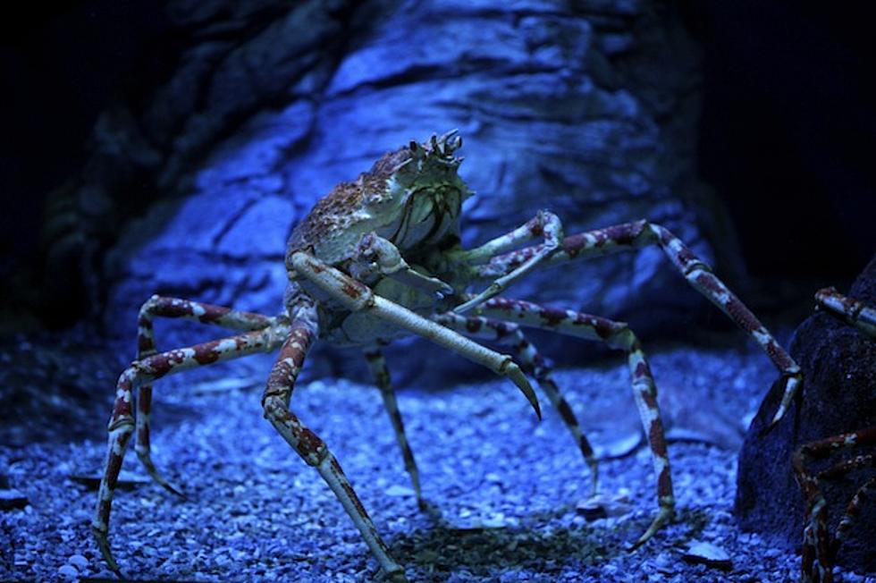 Nova Scotia Angry Green Crabs Making Their Way to Maine