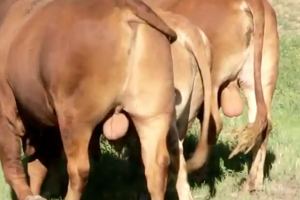 Bull Testicle Beer Is Now a Real Thing