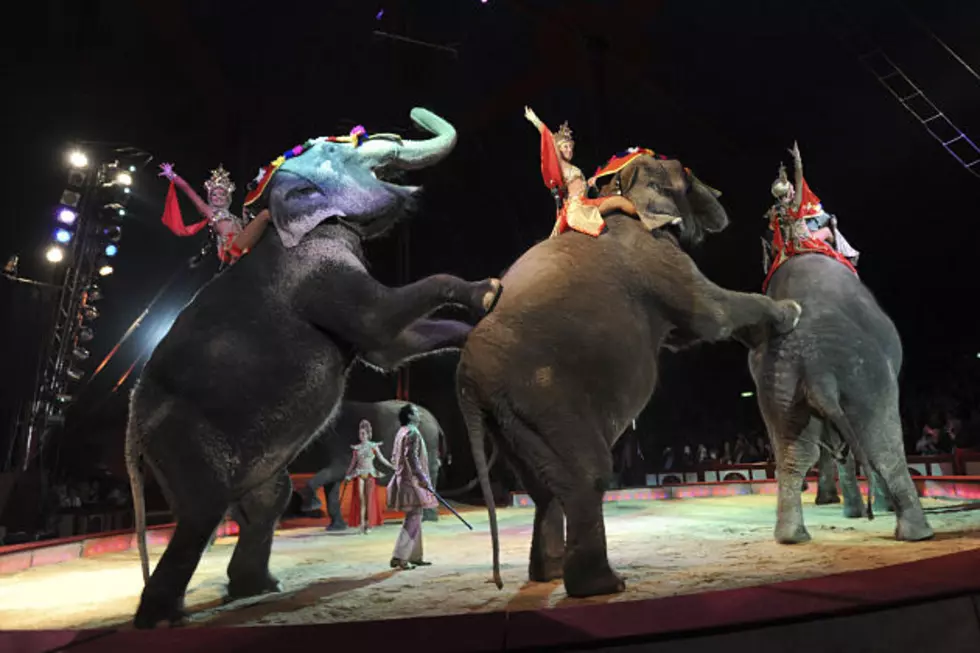 Vodka Saves Circus Elephants From Deadly Russian Winter