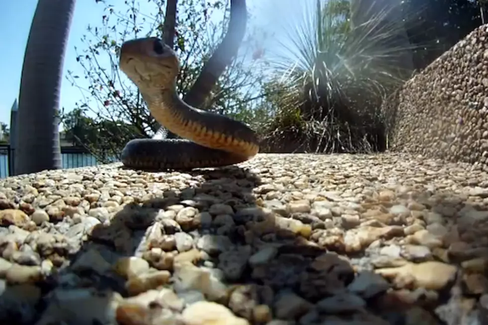 Toddler Hatches Killer Snakes in His Wardrobe!