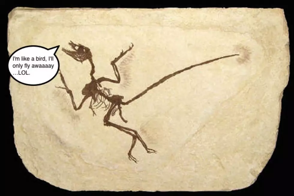 This Day in History — China Discovered Feathered Dinosaurs