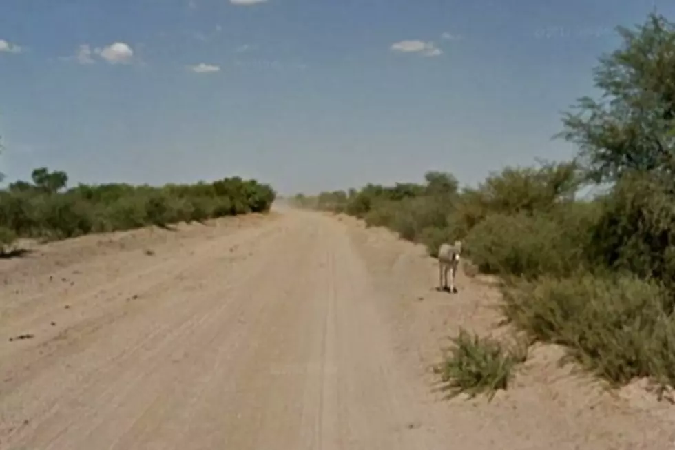 Did a Google Street View Car Kill This Donkey?