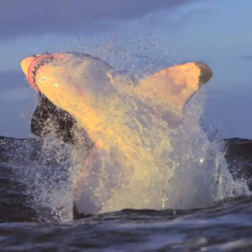 Discovery Channel’s Shark Week Will Feature Mainer