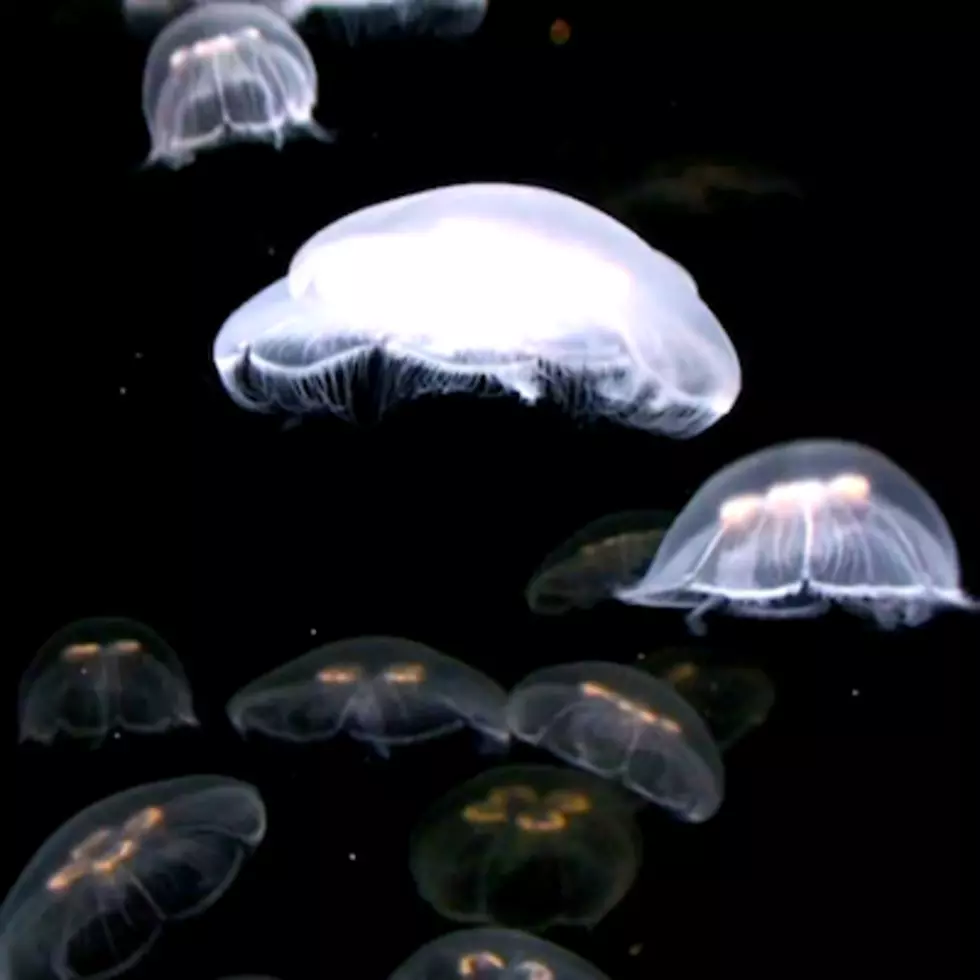 Dangerous species of jellyfish could return to Jersey Shore