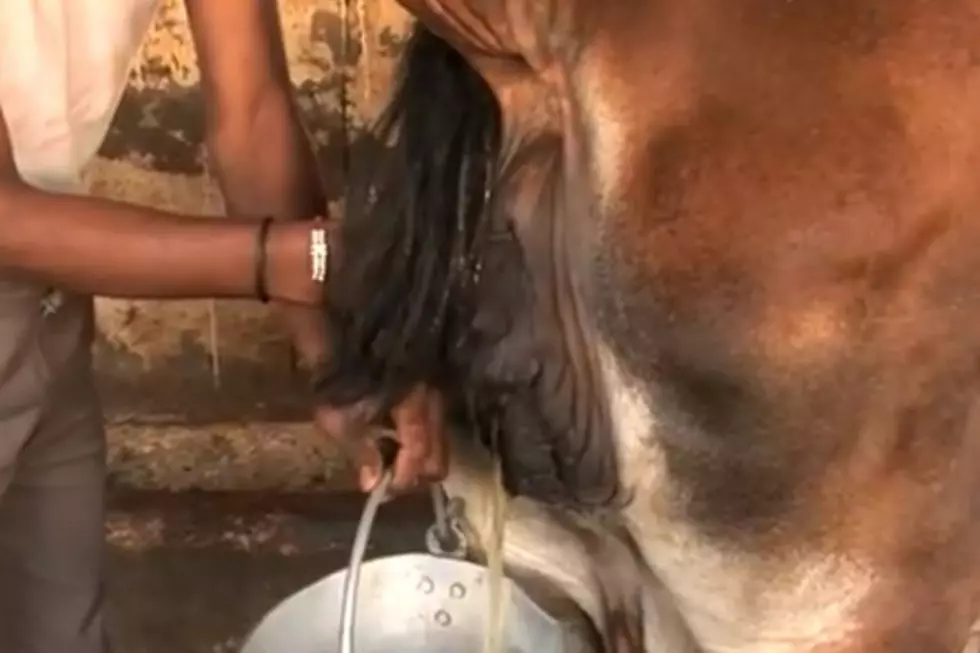 Drinking Cow Urine May Ward Off Disease But Also Means You Have to Drink Cow Urine