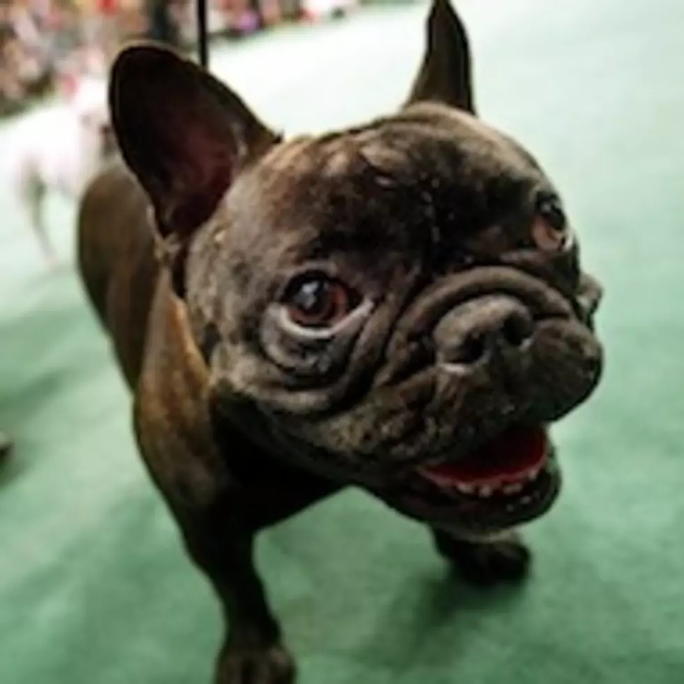 Fun Facts About the Westminster Dog Show