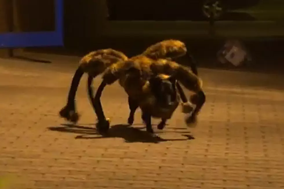 Dog Disguised As Giant Spider Is the Scariest Thing in the History of Scary Things