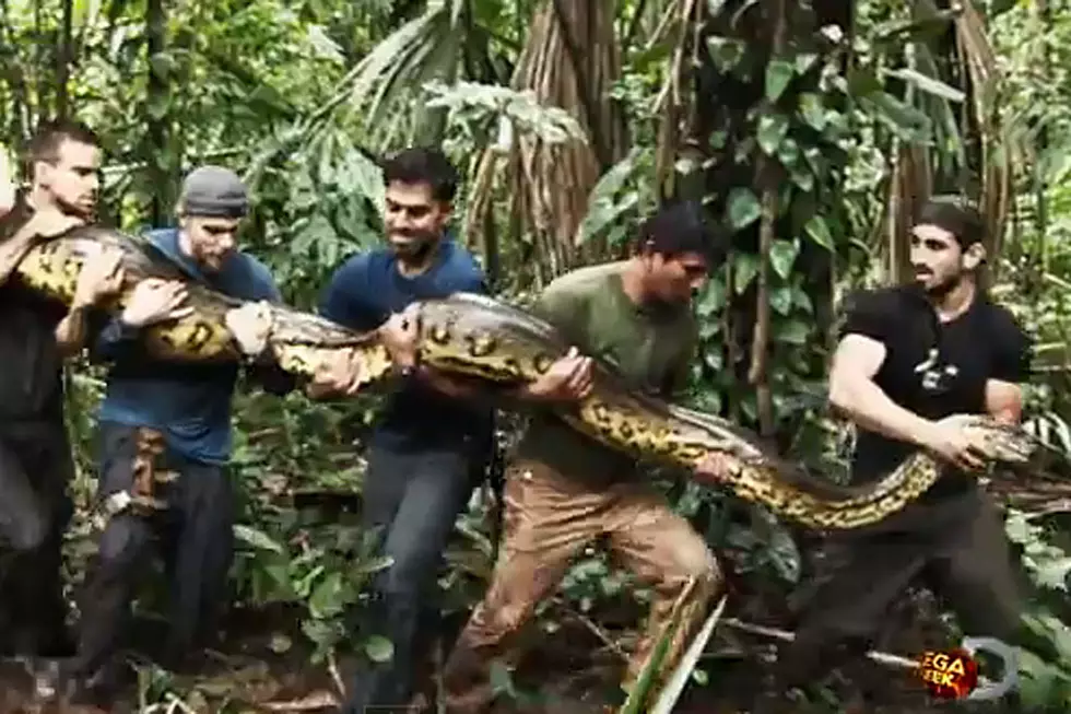 A Man Will Be Eaten Alive by a Snake on TV