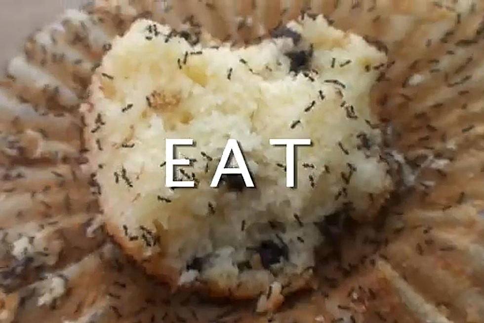 Eating an Ant-Covered Muffin Has Never Been More Vile (Or Irresistible to Watch)