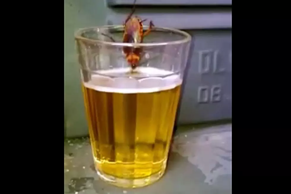 Thirsty Cockroach Guzzles a Beer, Turns Our Stomachs