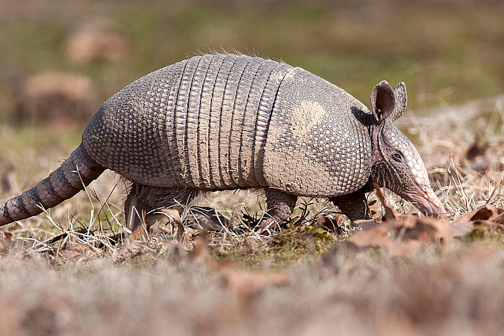 Man Aiming for Armadillo Somehow Shoots Mother-in-Law