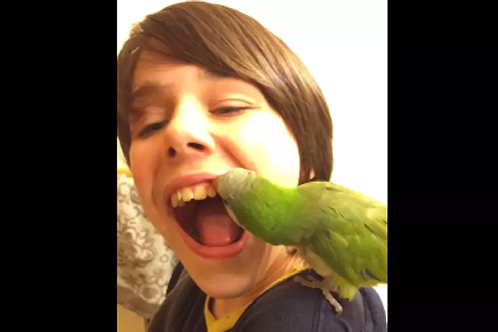 Parrot Pulling Out Loose Tooth Is the Worst Dental Plan You Can Have