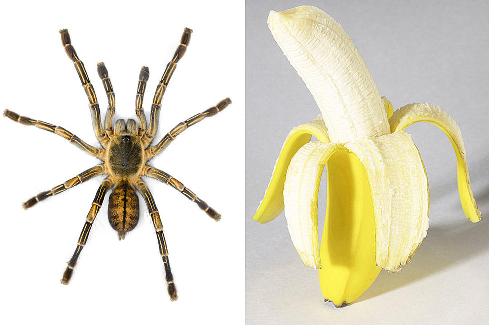 Spider Crawls Out of Least Delicious Looking Banana Ever