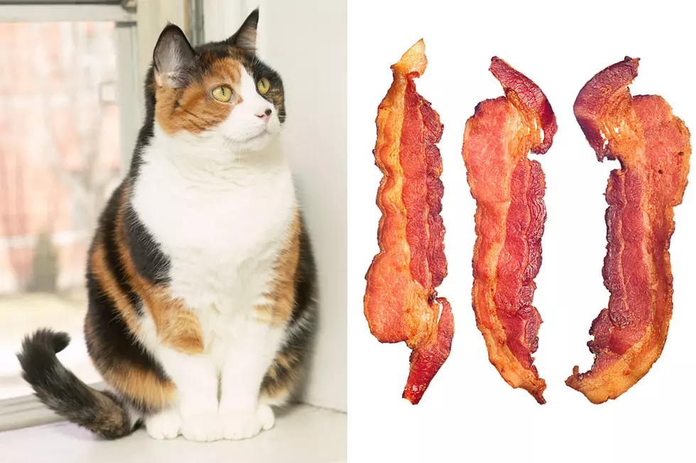 Hungry Idiot Calls 911 Because Girlfriend Let Cat Eat His Bacon