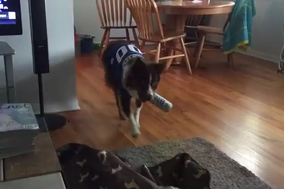 Best Dog Ever Fetches Beer From Fridge for Thirsty Owner