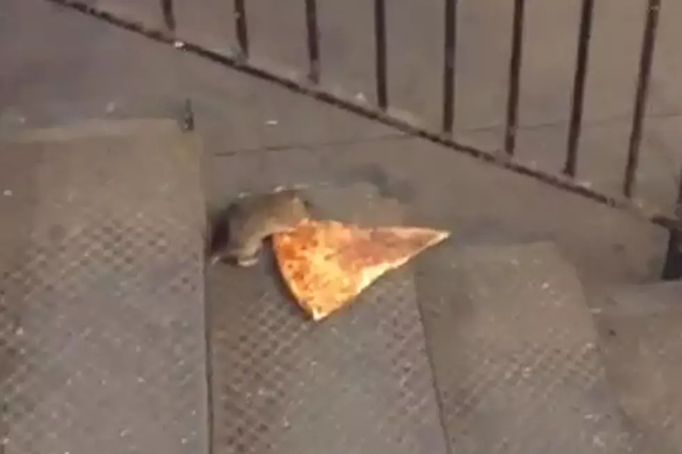 Determined New York City Subway Rat Takes Pizza to Go