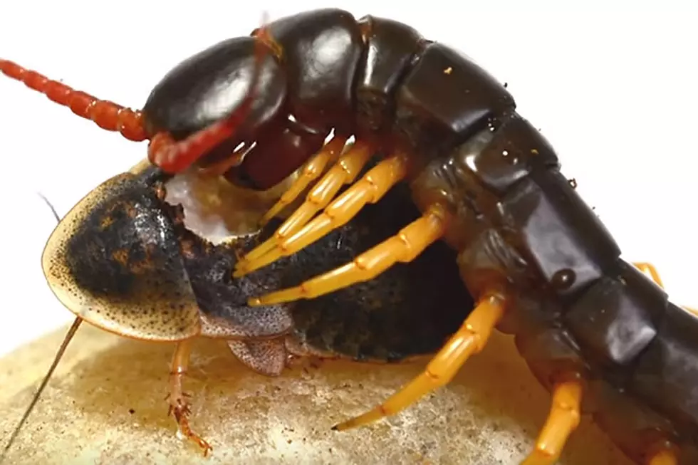 Homicidal Centipede Eating a Roach Is the Stuff of Nightmares