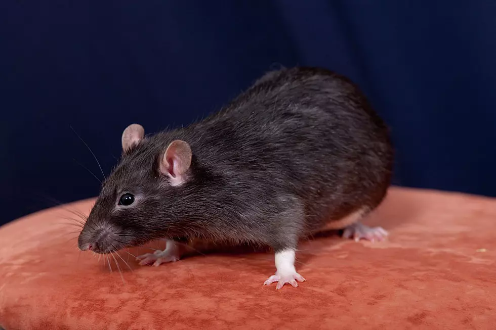 Rat Drags Rat By Teeth in Ultimate Power Move