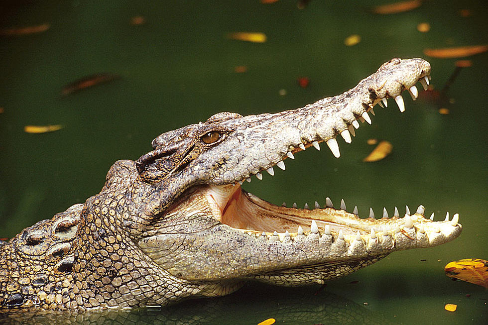 Idiot Jokester Arrested for Throwing Alligator in Wendy’s Drive-Thru