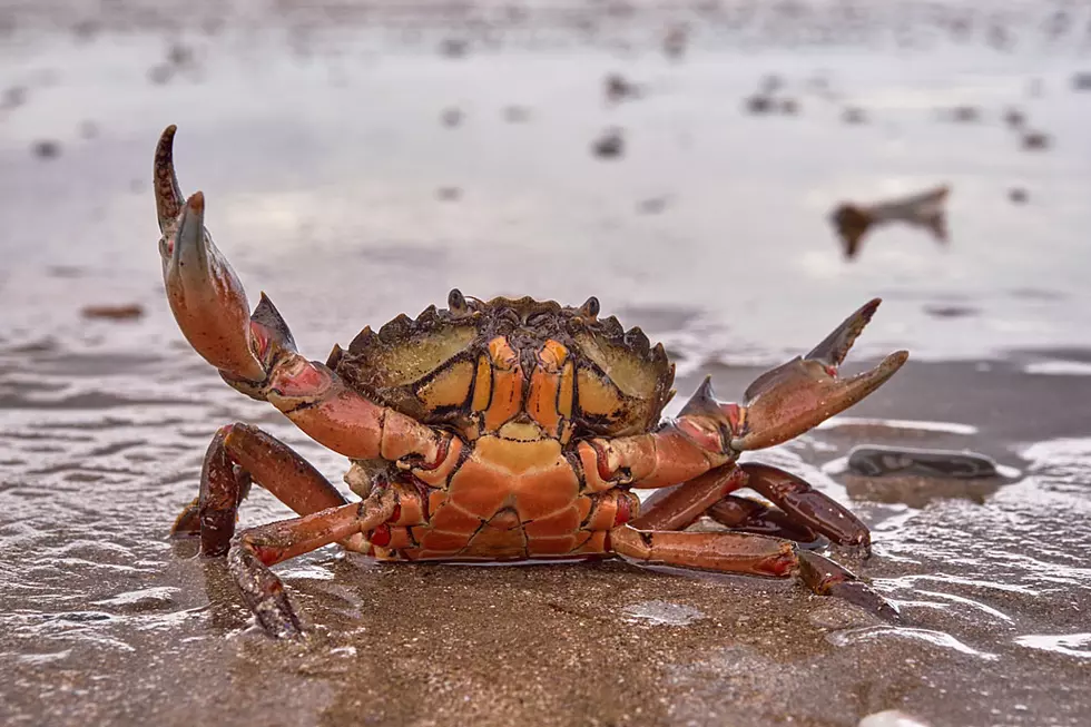 Weightlifting Crab Will Make You Feel Even Flabbier Than You Already Are