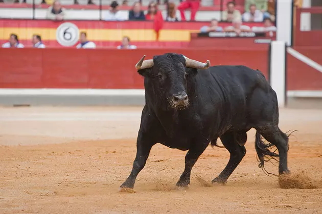 So You Think You Can Ride A Bull?  [VIDEO]