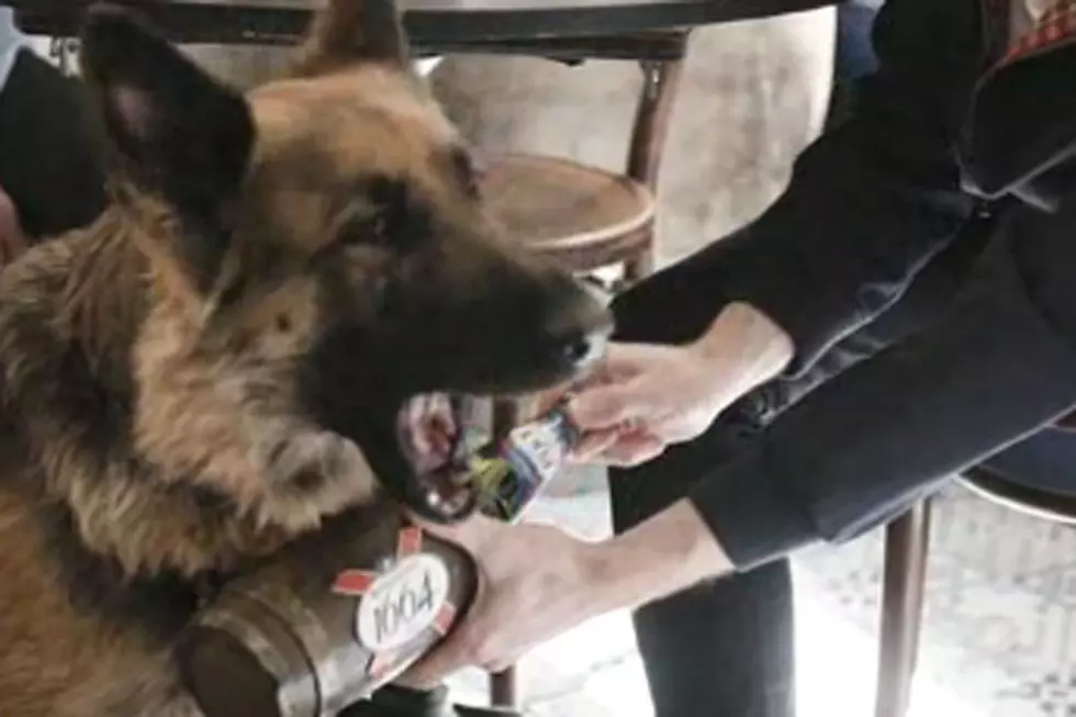 There&#8217;s a Bar Where Dogs Bring You Beer Because Dogs Just Get Us