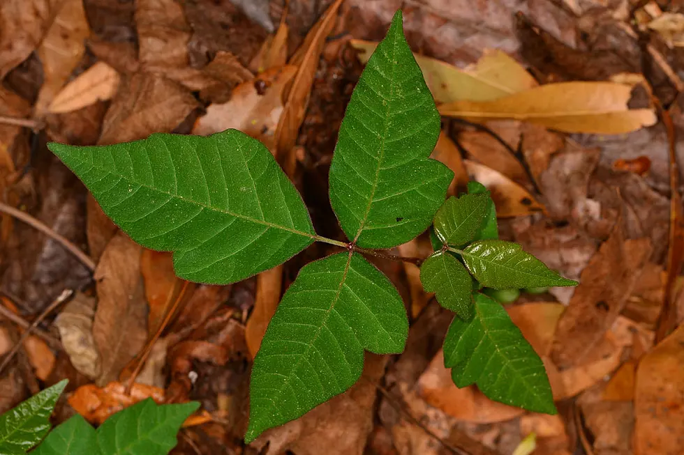 Tyler's Poison Ivy Problem Is Bigger Than Usual