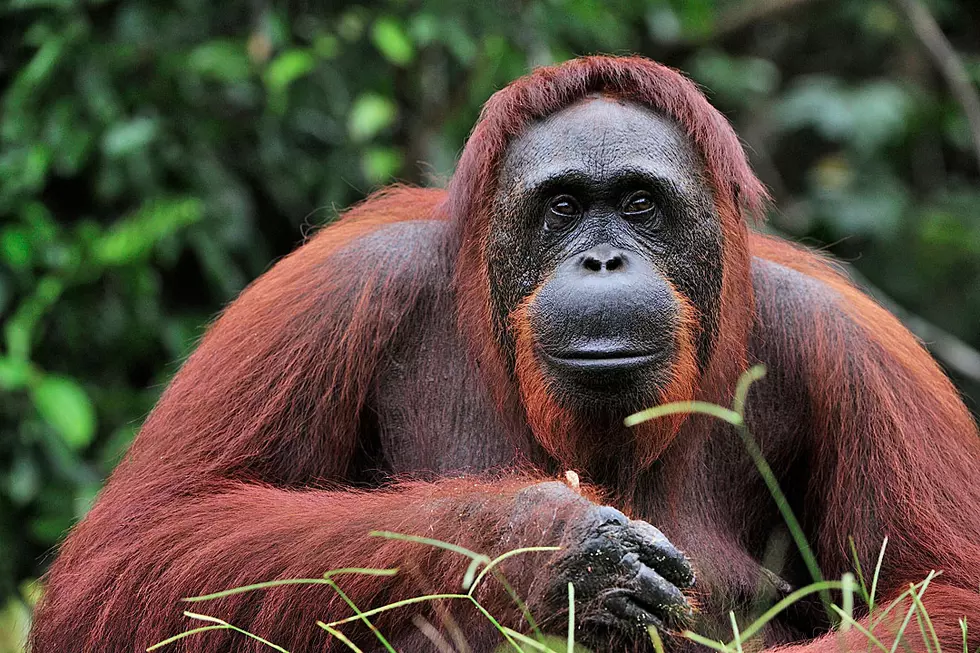 Silly Orangutan Gets Waaay Too Handsy With Zoo Visitor