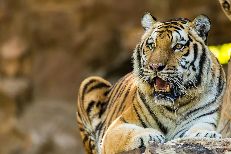 Tiger With Attitude Casually Rips Bumper Off Car Like It’s NBD