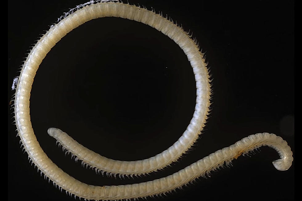 Newly-Discovered Insect Has 4 Penises, 414 Legs and, Boy, Don’t You Feel Inferior