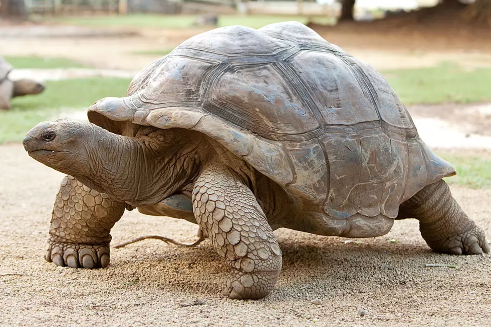 'Idiots' Surfing on a Turtle Are in a Heap of Trouble