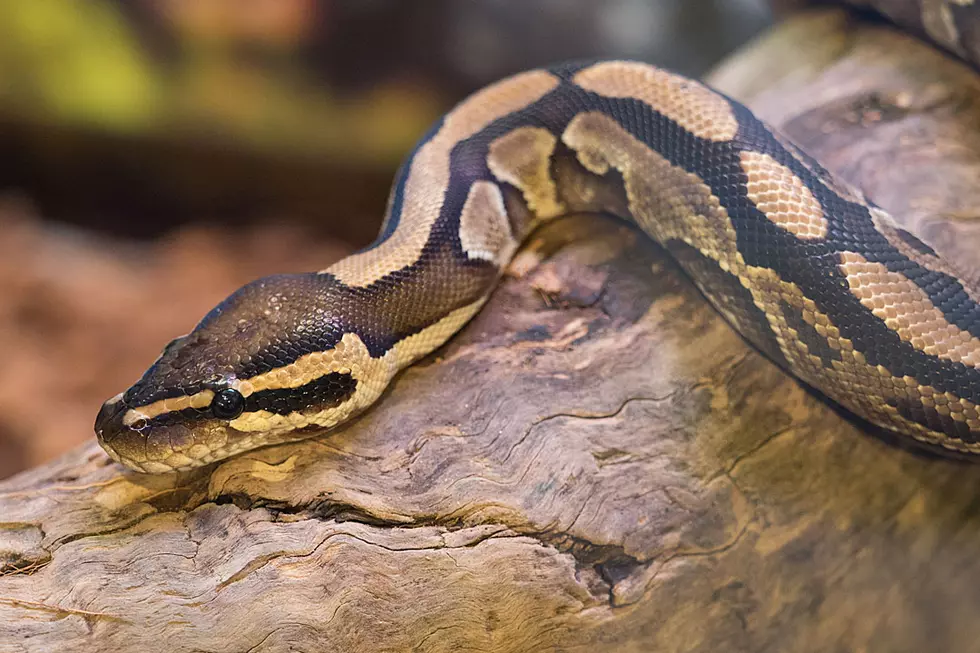 Brazen Thief Flees With $200 Python Shoved Down His Pants
