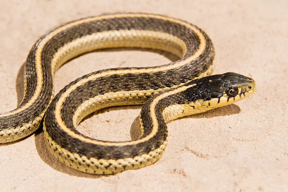 Bachelor Party Ends With Snake Bitten Tongue