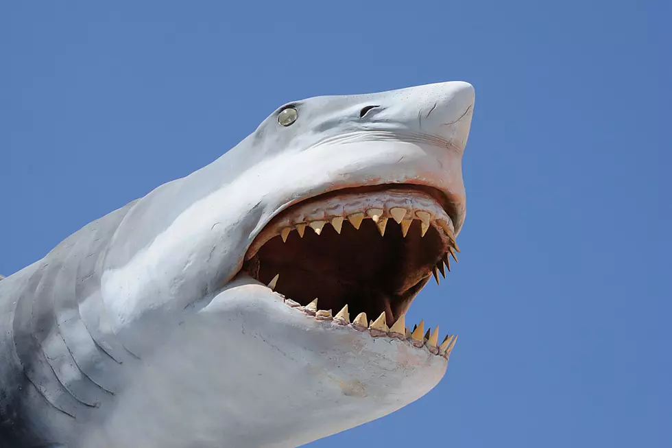 Dudes Shotgunning a Beer on Shark's Mouth -- Cool or Cruel?