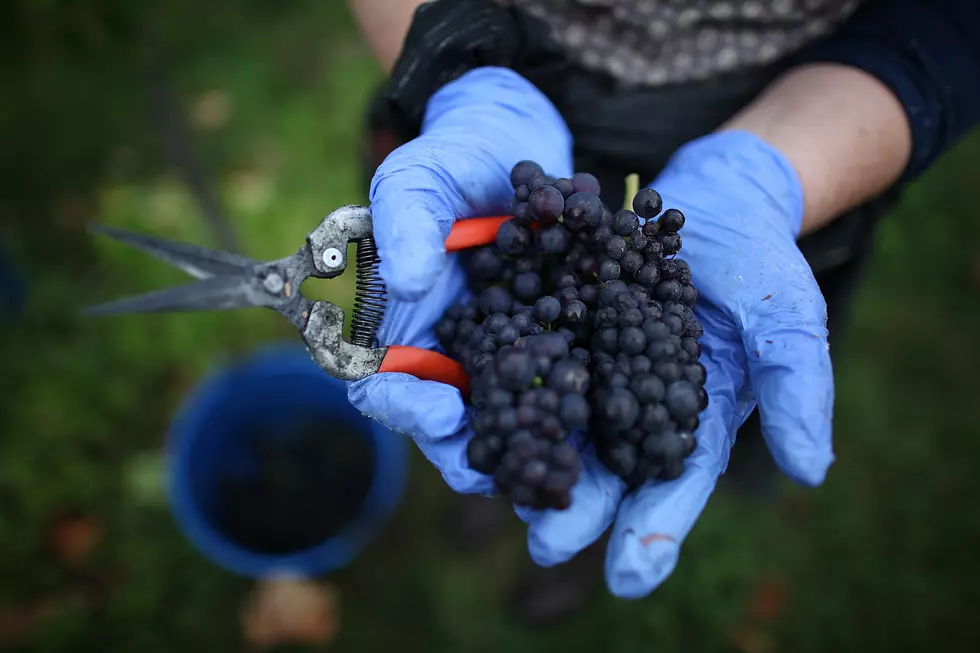 Scientist to Make the Best Fruit Even Better