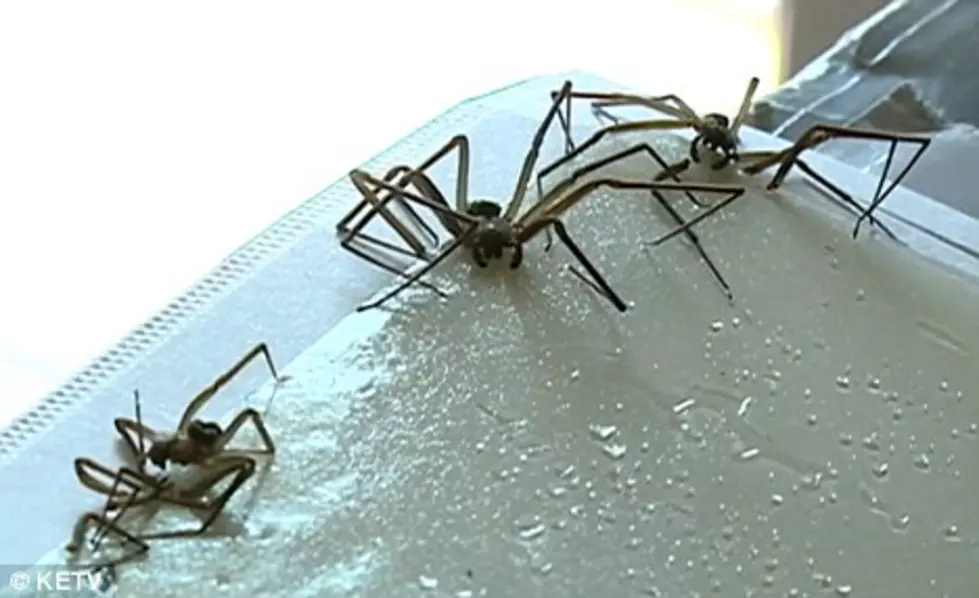 Venomous Spiders Invade Man’s Apartment