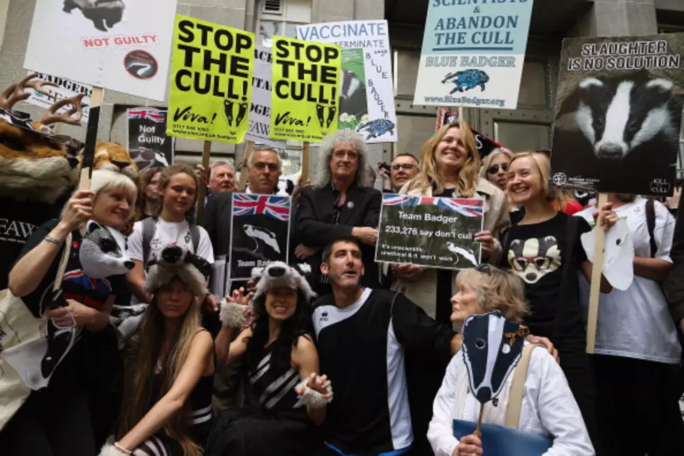 Brian May and Slash Fight for Badgers with &#8216;Badger Swagger&#8217;