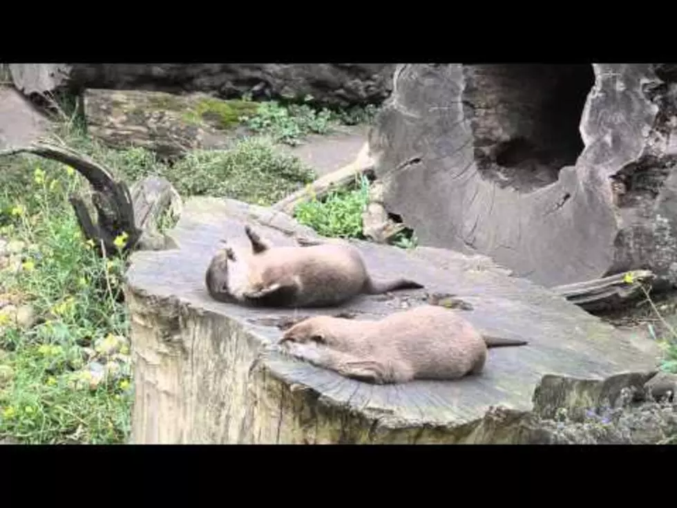 Try To Watch This Juggling Otter Without Smiling, It’s Impossible